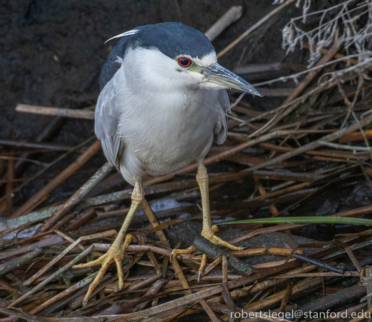 Sunnyvale Bay Trail